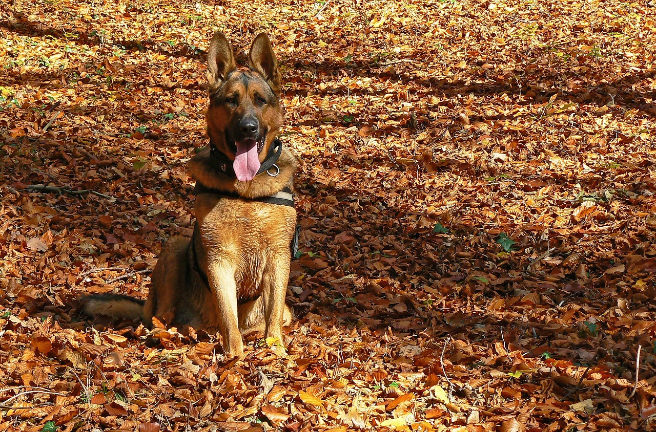 dog, german shepherd, autumn
