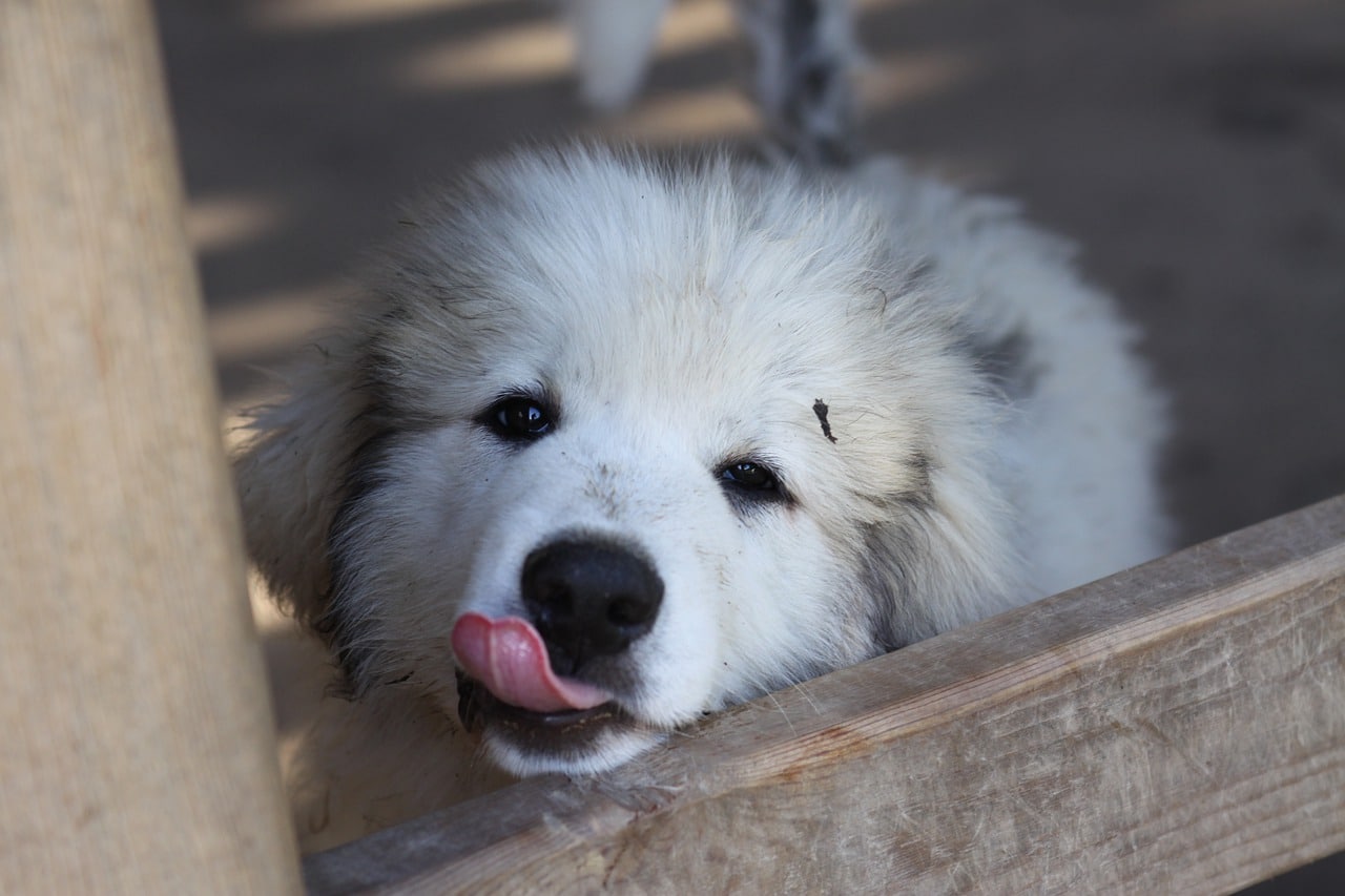 great pyrenees, puppy, dog