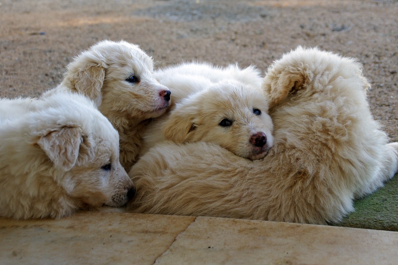 maremmano, white, sheepdog