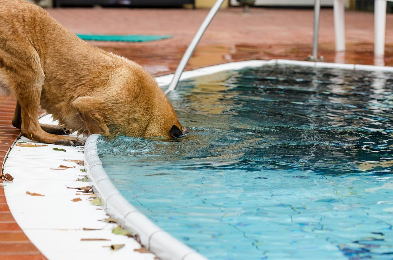 pool, dog, summer